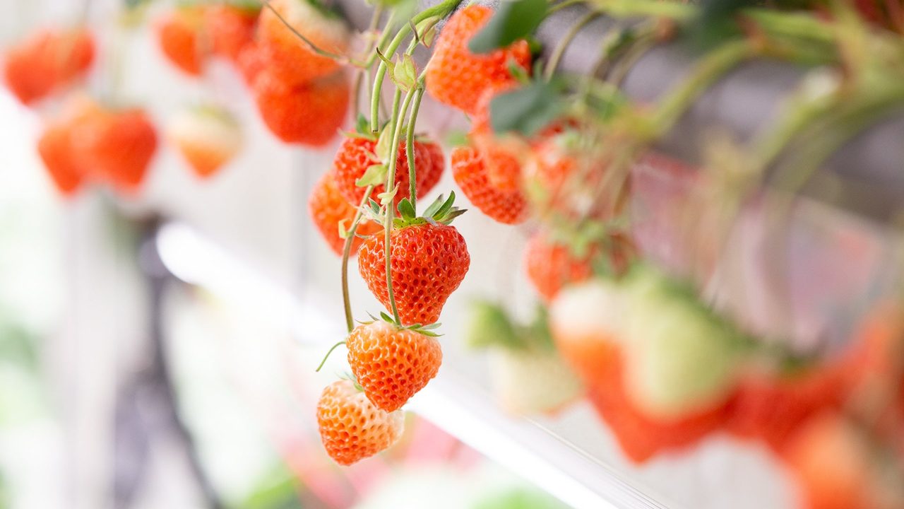 Oishii Farmが日本でいちご生産販売へ。完全閉鎖型植物工場で通年供給