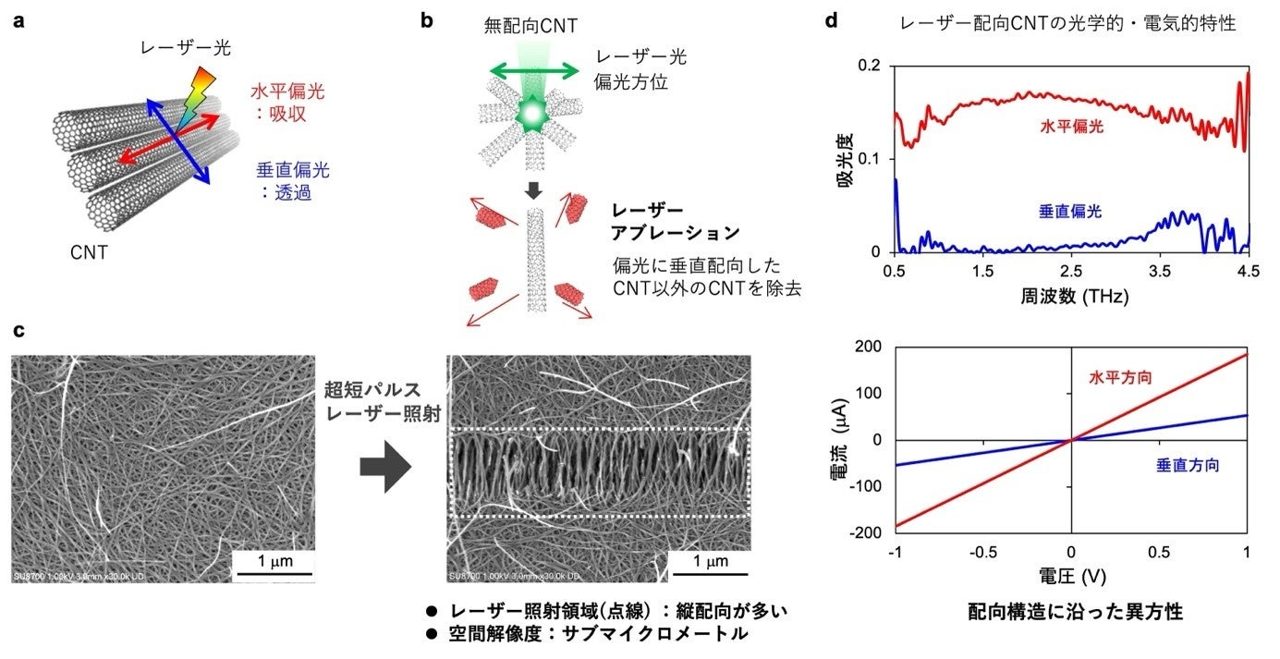 東京理科大など、CNTの局所配向を制御する新光プロセス技術を開発