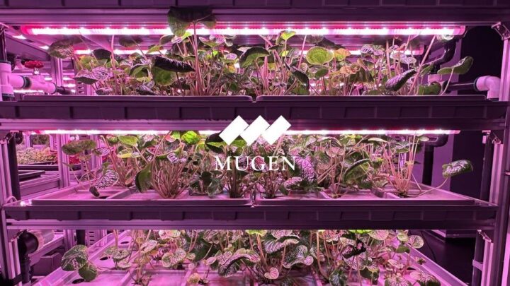 KIBOU、植物工場でわさびの水耕栽培研究を開始。沢の環境を再現し全株が生育