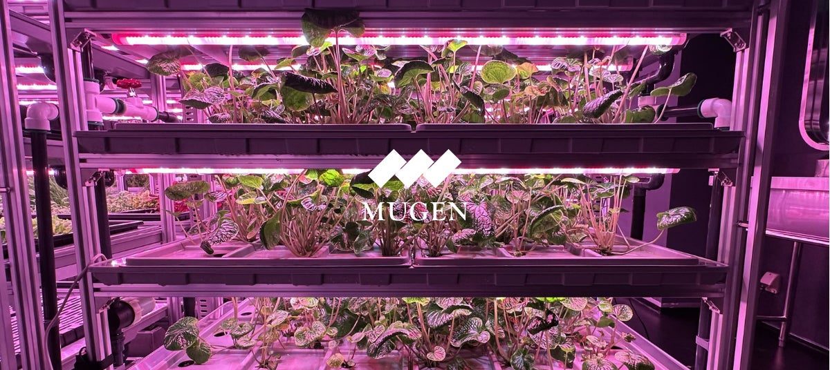 KIBOU、植物工場でわさびの水耕栽培研究を開始。沢の環境を再現し全株が生育