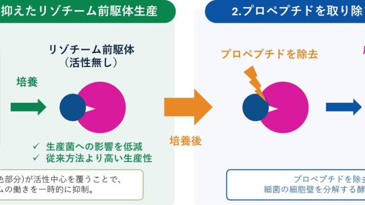 花王、細菌由来リゾチームの高効率な発酵生産技術を開発 二段階生産法を確立