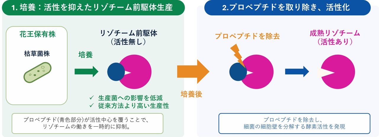 花王、細菌由来リゾチームの高効率な発酵生産技術を開発 二段階生産法を確立