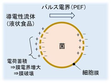キユーピーら、液卵や牛乳の「高電界パルス殺菌技術」実用化へ。JST事業に採択